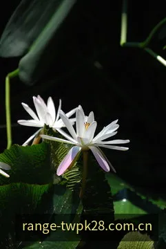 台湾PK28总和区间算法示意